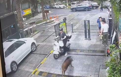 on9star註冊：杭州多人目击：百斤重野猪闯进学校和小区！“跑飞快，随后自己游走了”