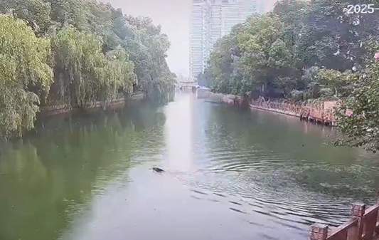 on9star註冊：杭州多人目击：百斤重野猪闯进学校和小区！“跑飞快，随后自己游走了”